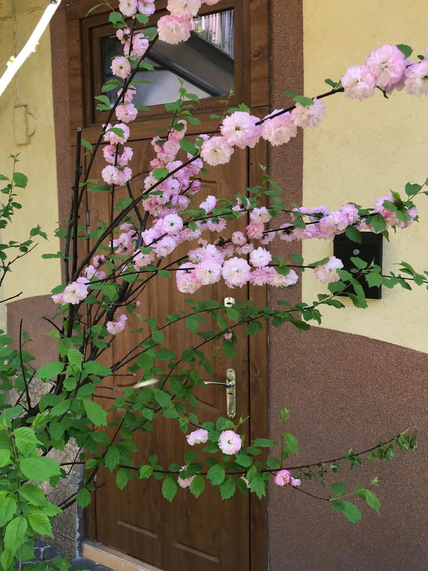 Lviv-Centre Apartments Gorodotska 44 מראה חיצוני תמונה